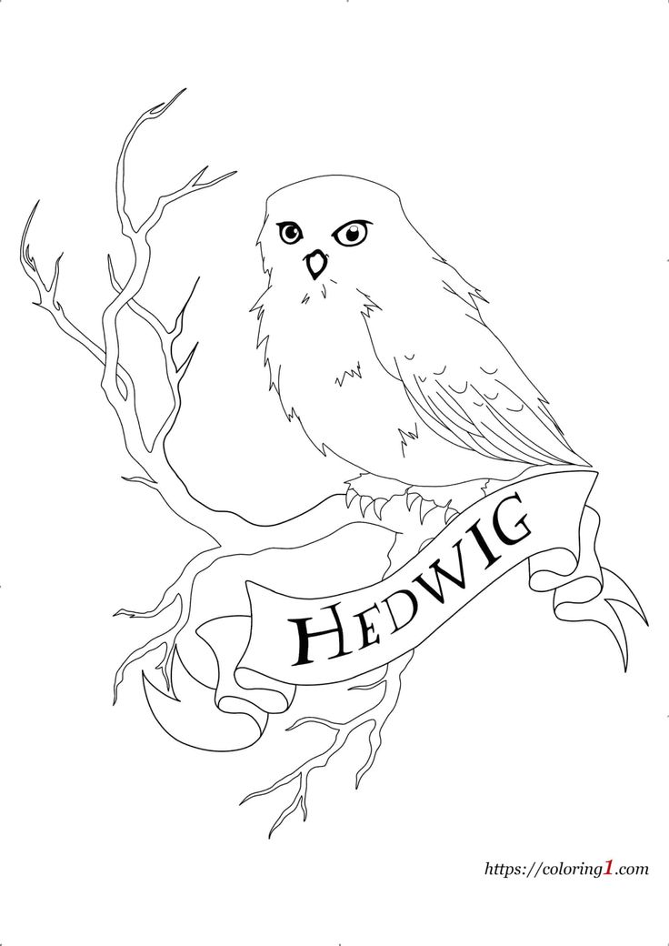 Harry potter owl hedwig coloring pages