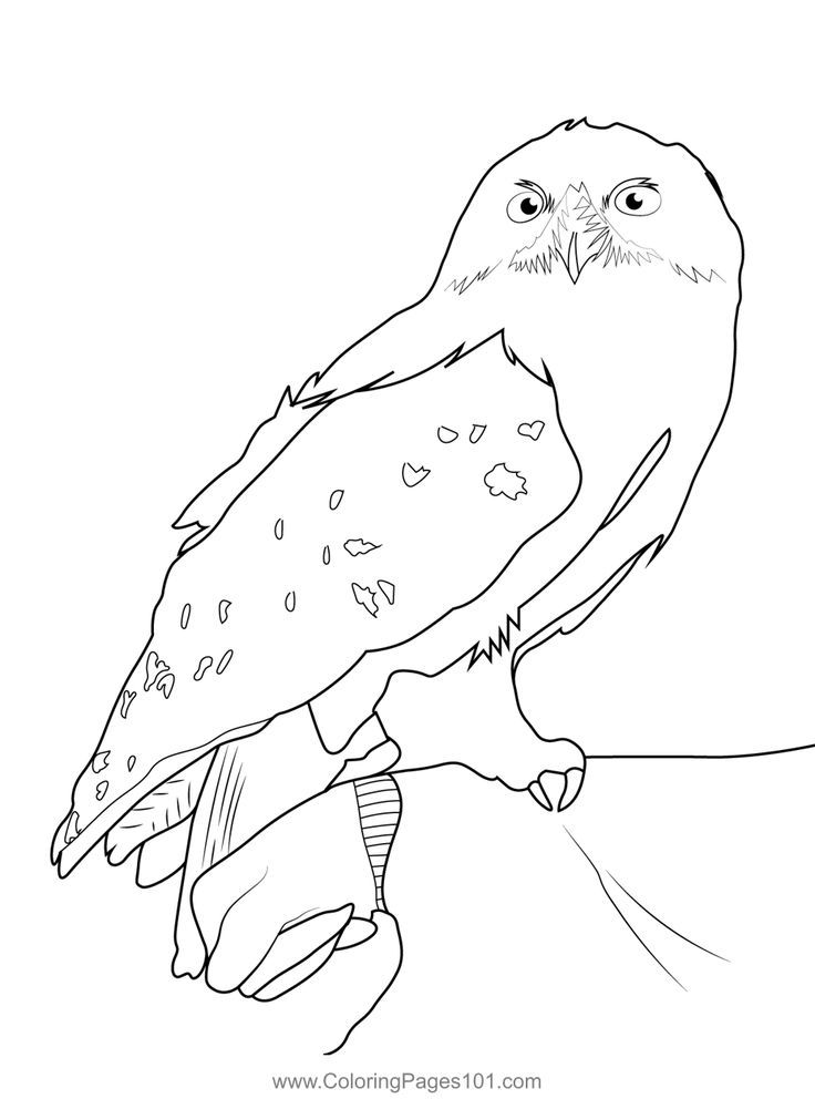 Hedwig harry potter coloring page harry potter coloring pages harry potter hedwig harry potter printables