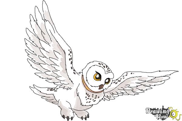 How to draw hedwig from harry potter