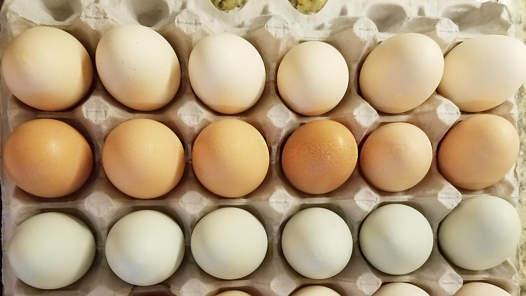 Higher egg prices are the new normal in