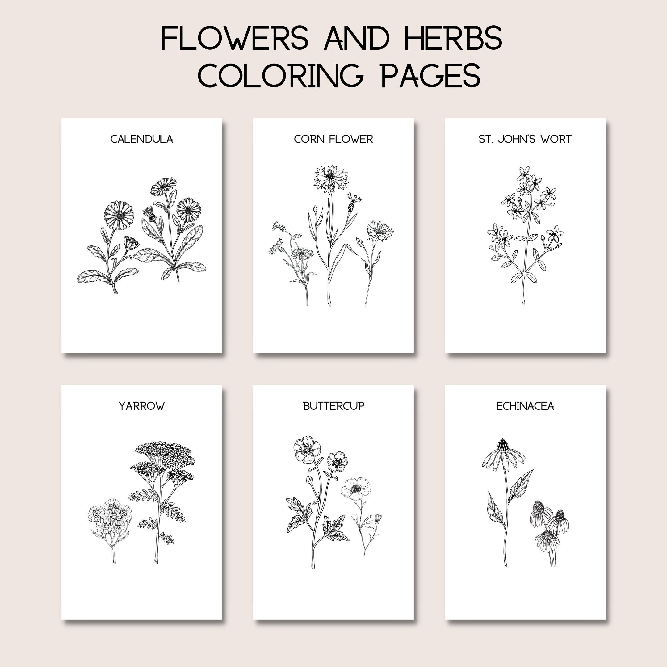 Flowers herbs coloring pages pages spring and summer homeschool printable plant identification nature coloring book download now