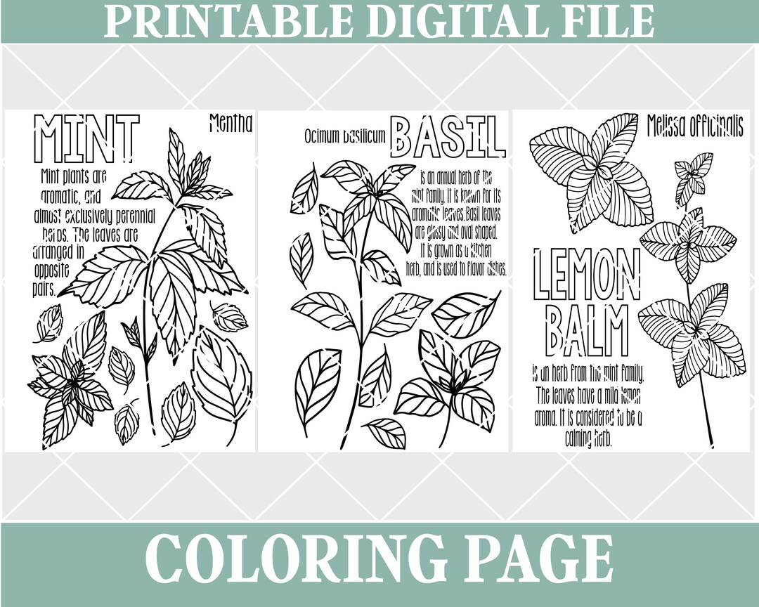 Mint herbs coloring pages lemon balm basil mon herbs educational homeschool printable digital