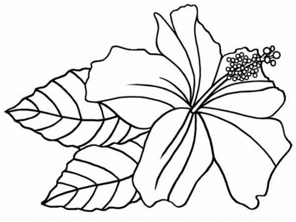 Hibiscus coloring pages pdf to print