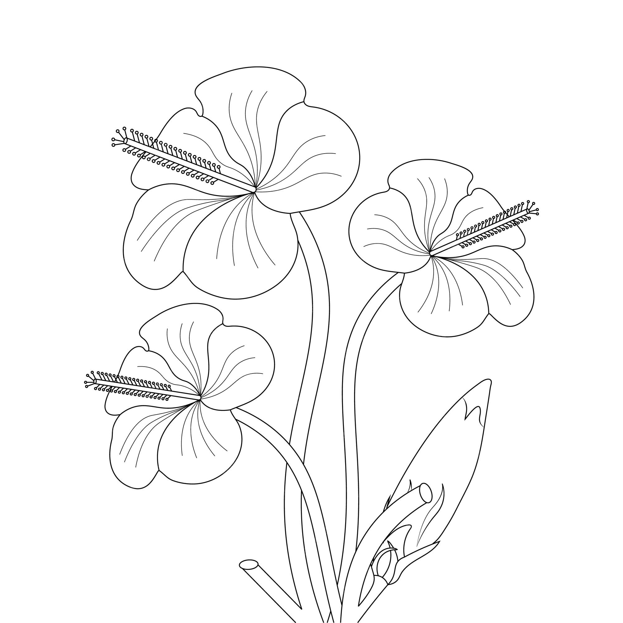 Premium vector hibiscus flower coloring page of book doodle line art flower sketch with vector graphic