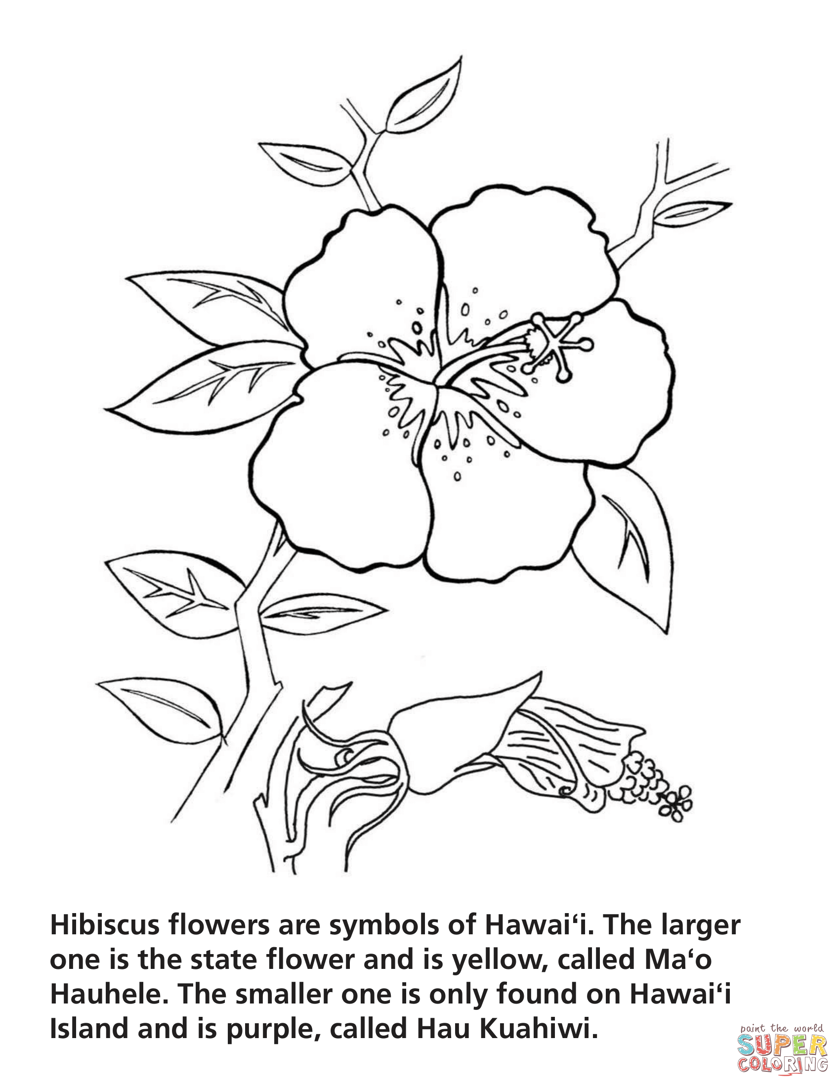 Hibiscus flower