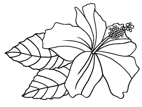Hawaiin hibiscus flower coloring page color luna flower coloring pages sunflower coloring pages flower printable