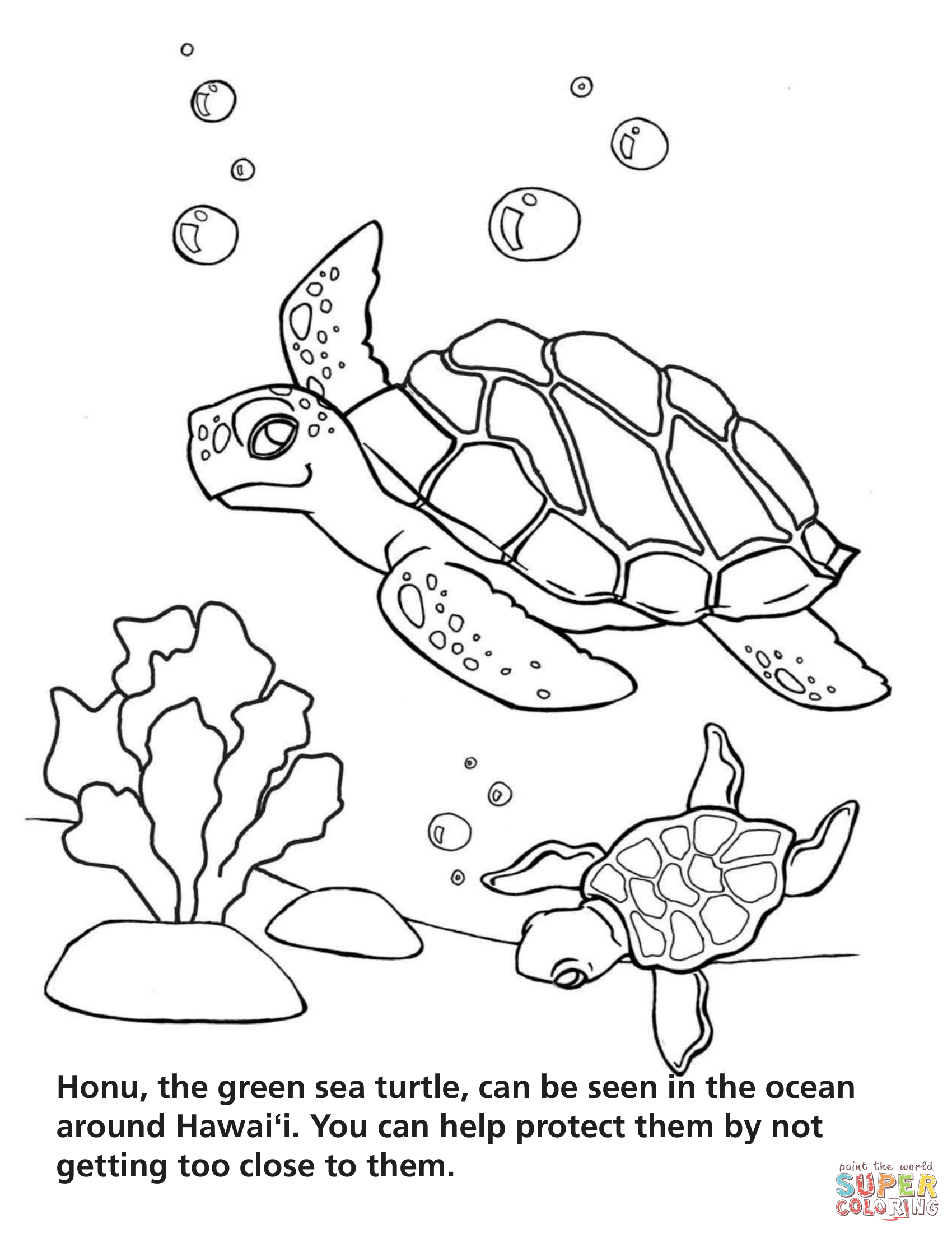 Green sea turtle