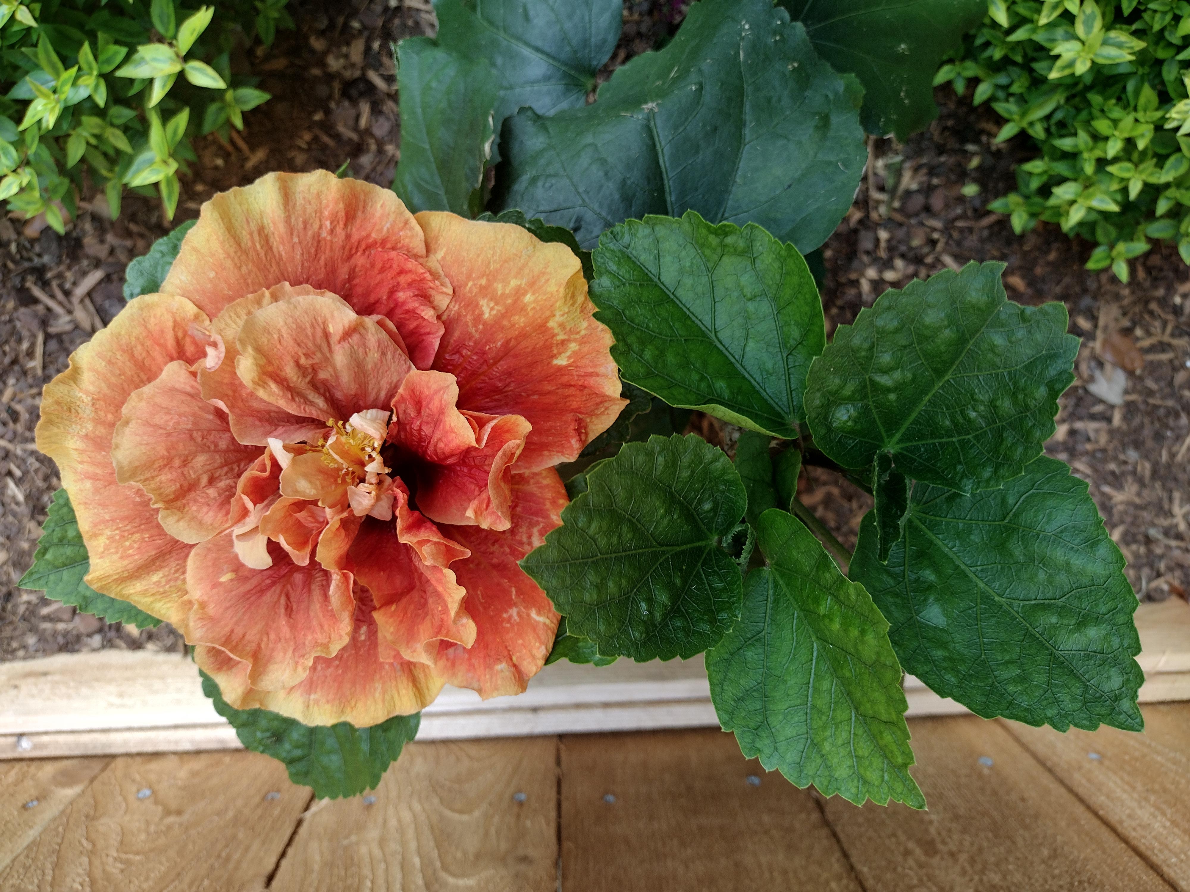 Kalis volcano cajun hibiscus rgardening