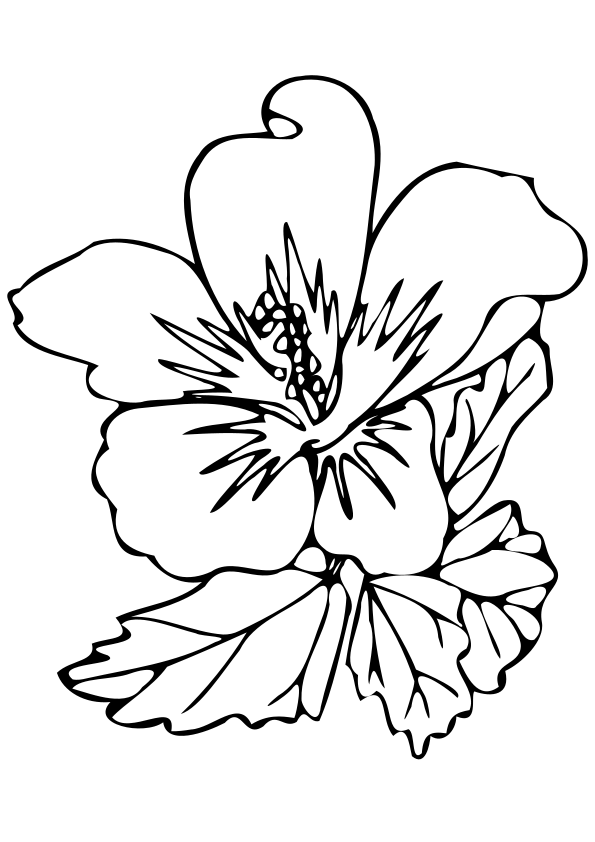 Hibiscus syriacus drawing for coloring page free printable nurieworld