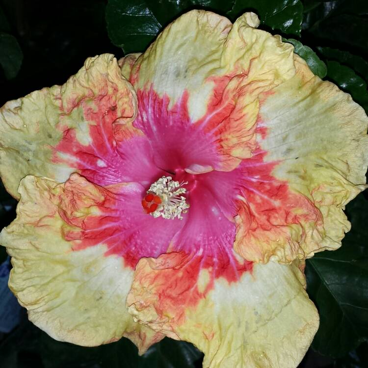 Hibiscus rosa