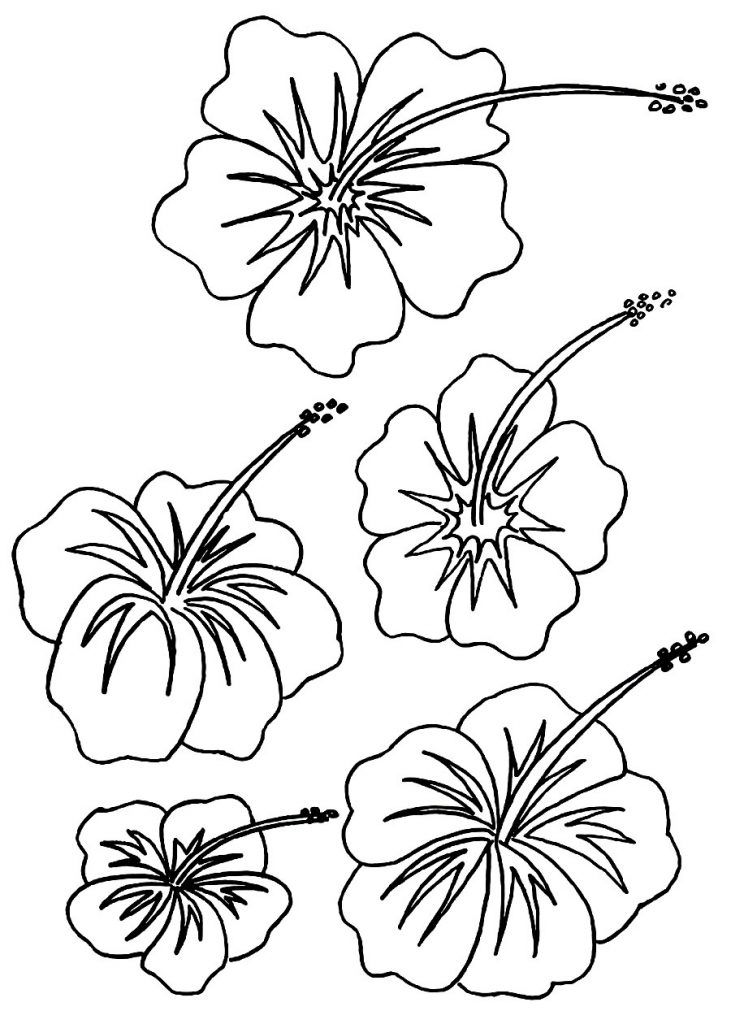 Free printable hibiscus coloring pages for kids flor hawaiana dibujo flores hawaianas flores de libros