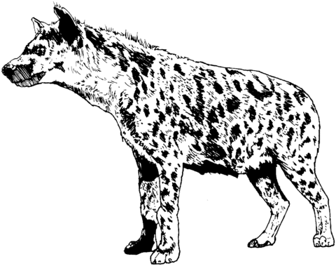 Realistic spotted hyena coloring page free printable coloring pages
