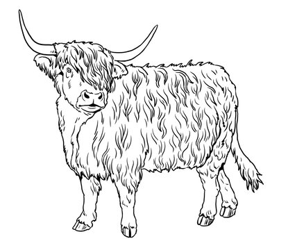Colouring book cow images â browse photos vectors and video