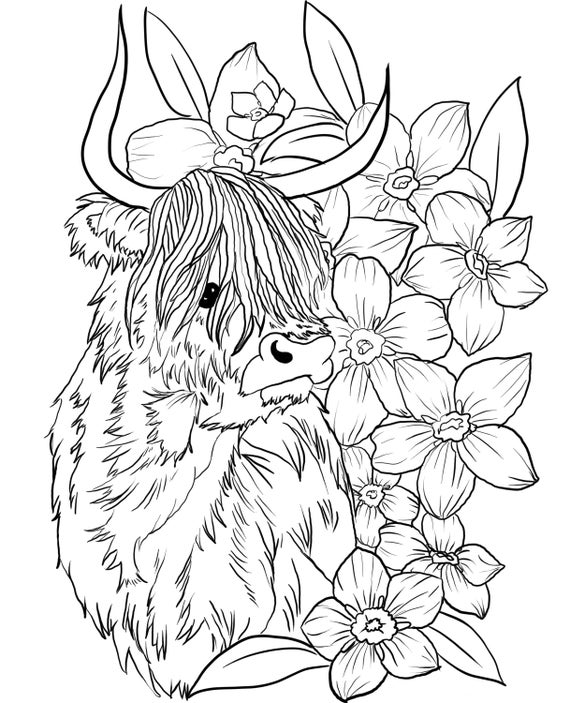 Highland cow downloadable coloring page