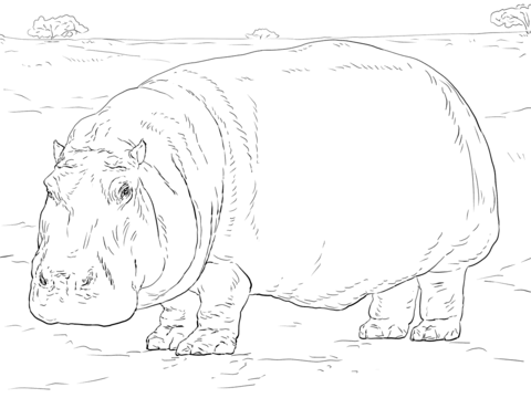 Hippopotamus coloring page free printable coloring pages