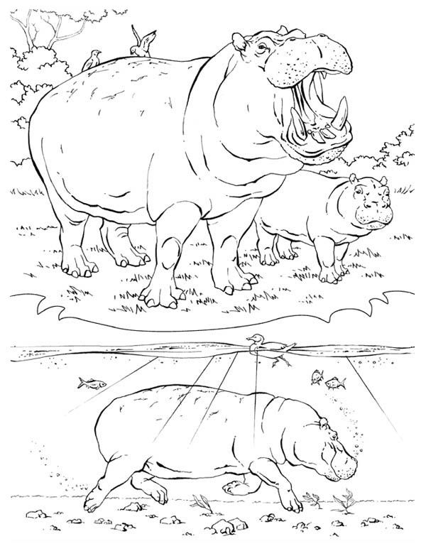 Picture of hippo activity coloring page coloring pages animal coloring pages elephant coloring page
