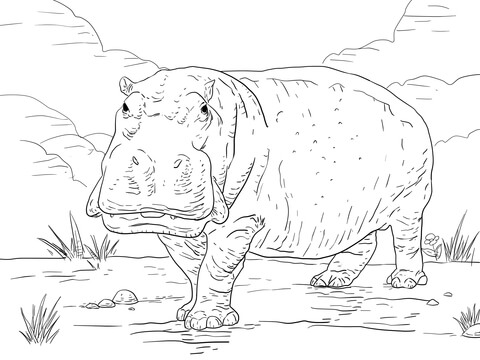 Hippo coloring page free printable coloring pages