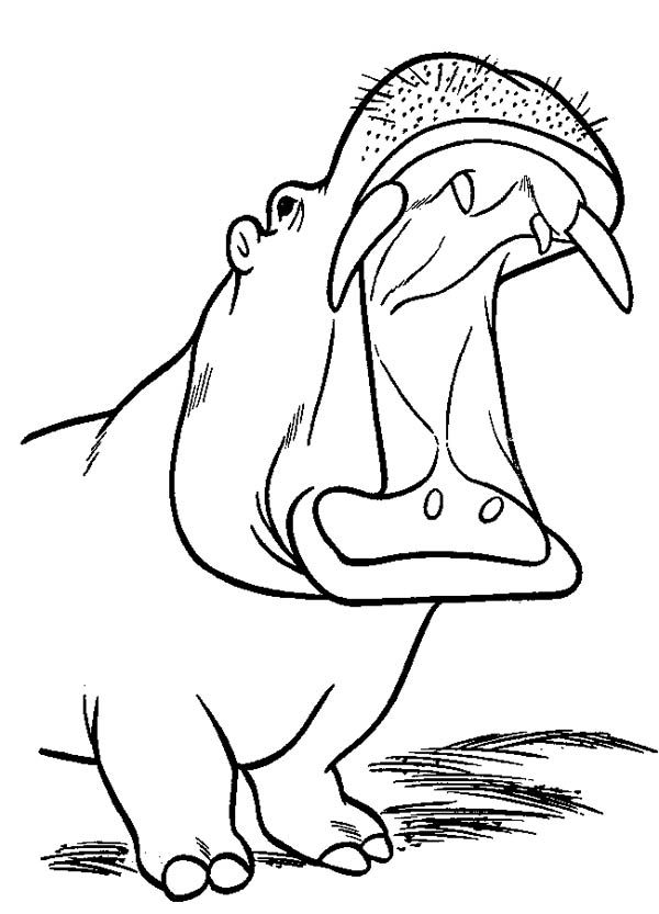 Roaring hippo coloring page coloring pages dinosaur coloring pages animal drawings sketches