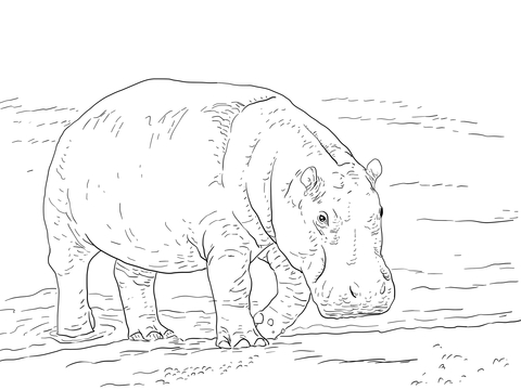 Pygmy hippopotamus coloring page free printable coloring pages