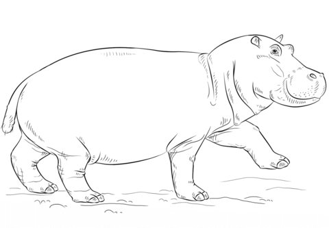 Cute hippo coloring page free printable coloring pages