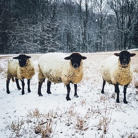 Please draw me a sheep the history of the hog island sheep
