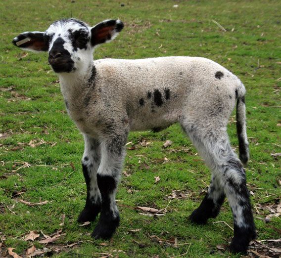 Hog island sheep knitting weaving writing