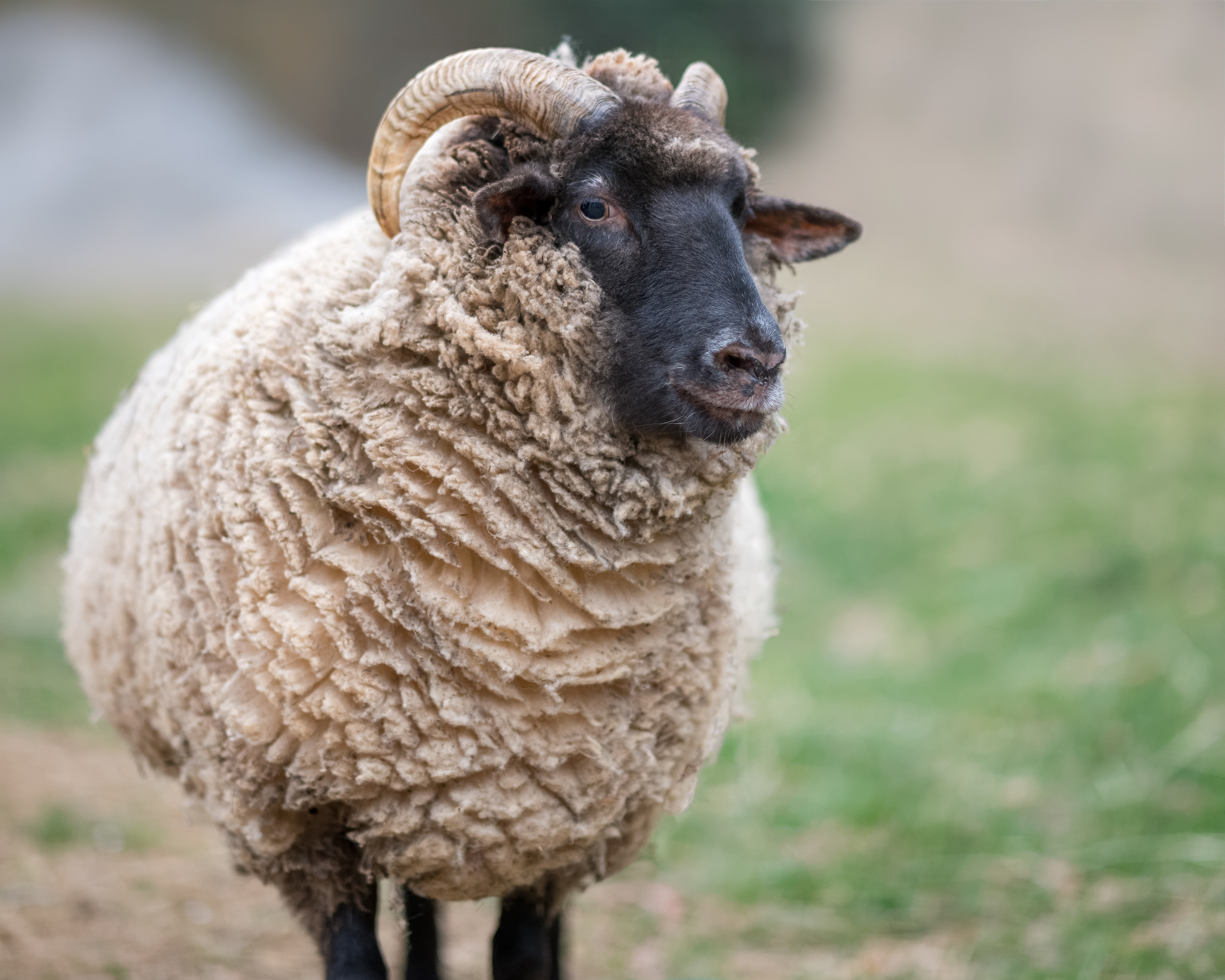 Wool on the hog island hoof â baltimore wool pany