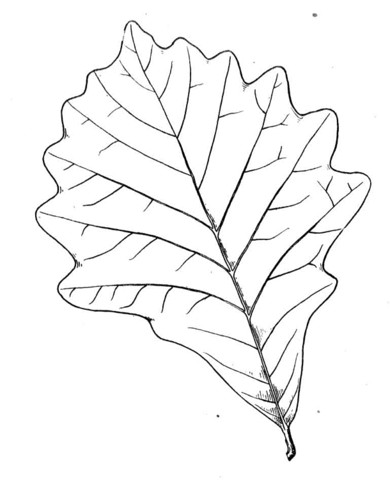 Hoja de roble dibujo para colorear categorãas robl pãginas para imprimir y colorear gratis de unaâ hojas para colorear dibujos para colorear hojas de roble