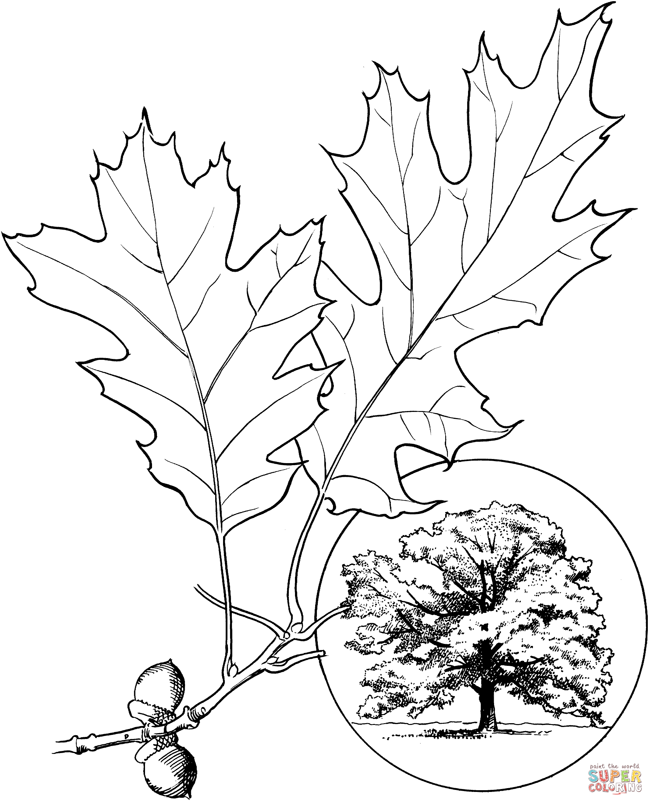Northern red oak or champion oak coloring page free printable coloring pages