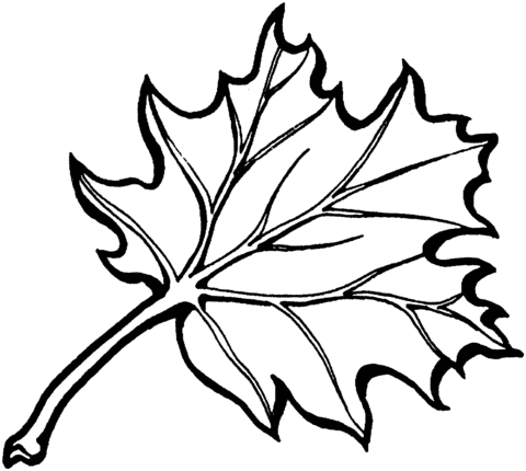 Dibujo de hoja de roble negro americano para colorear dibujos para colorear imprimir gratis