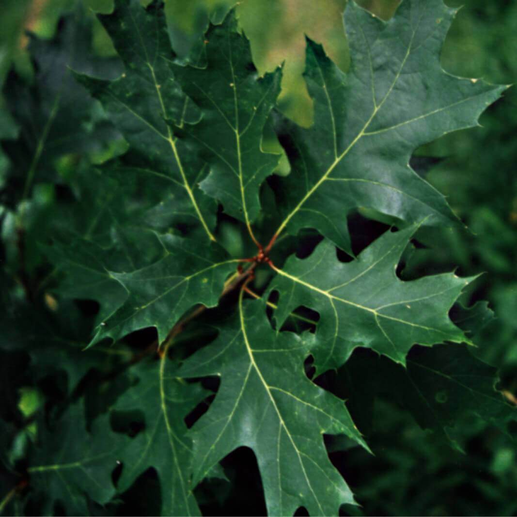 Plants of red oak