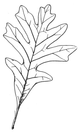 Little leaf of oak coloring page free printable coloring pages