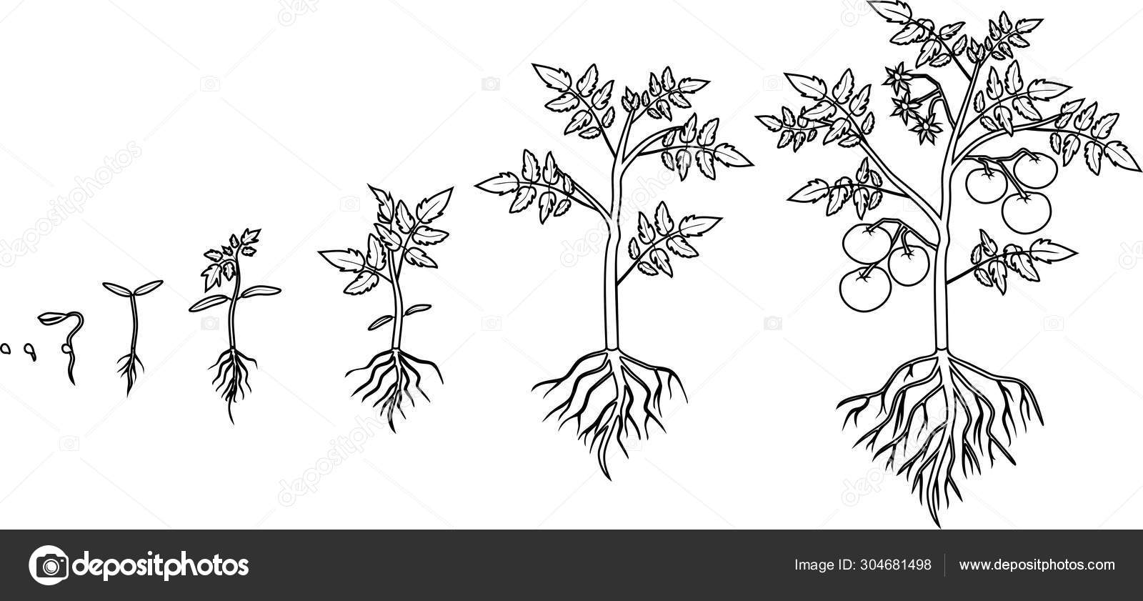 Pãgina para colorear ciclo vida planta tomate etapas crecimiento semilla vector de stock por mariaflaya