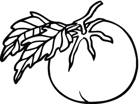 Tomato coloring page coloring pages vegetable coloring pages free printable coloring pages