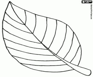 Juegos de plantas y hojas para colorear imprimir y pintar leaf coloring page printable leaves fall leaves coloring pages