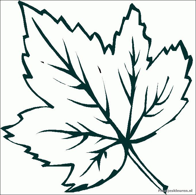 Leaves to color and print coloring pages leaf coloring pages hojas de otoão pãginas para colorear hojas de uva