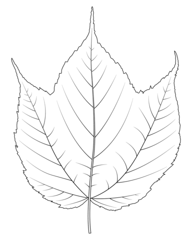 Dibujo de hoja de arce rayada para colorear dibujos para colorear imprimir gratis