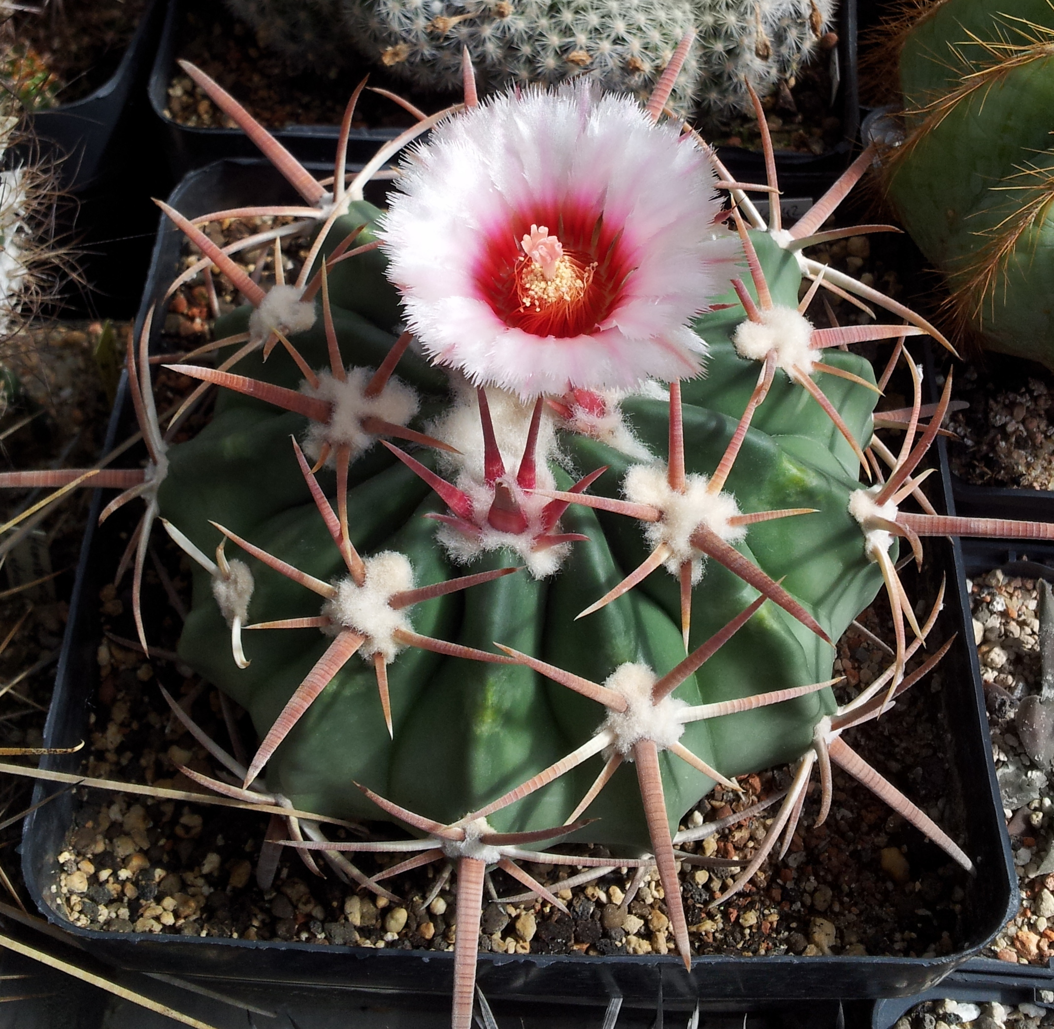 Filehoalocephala texsisjpg
