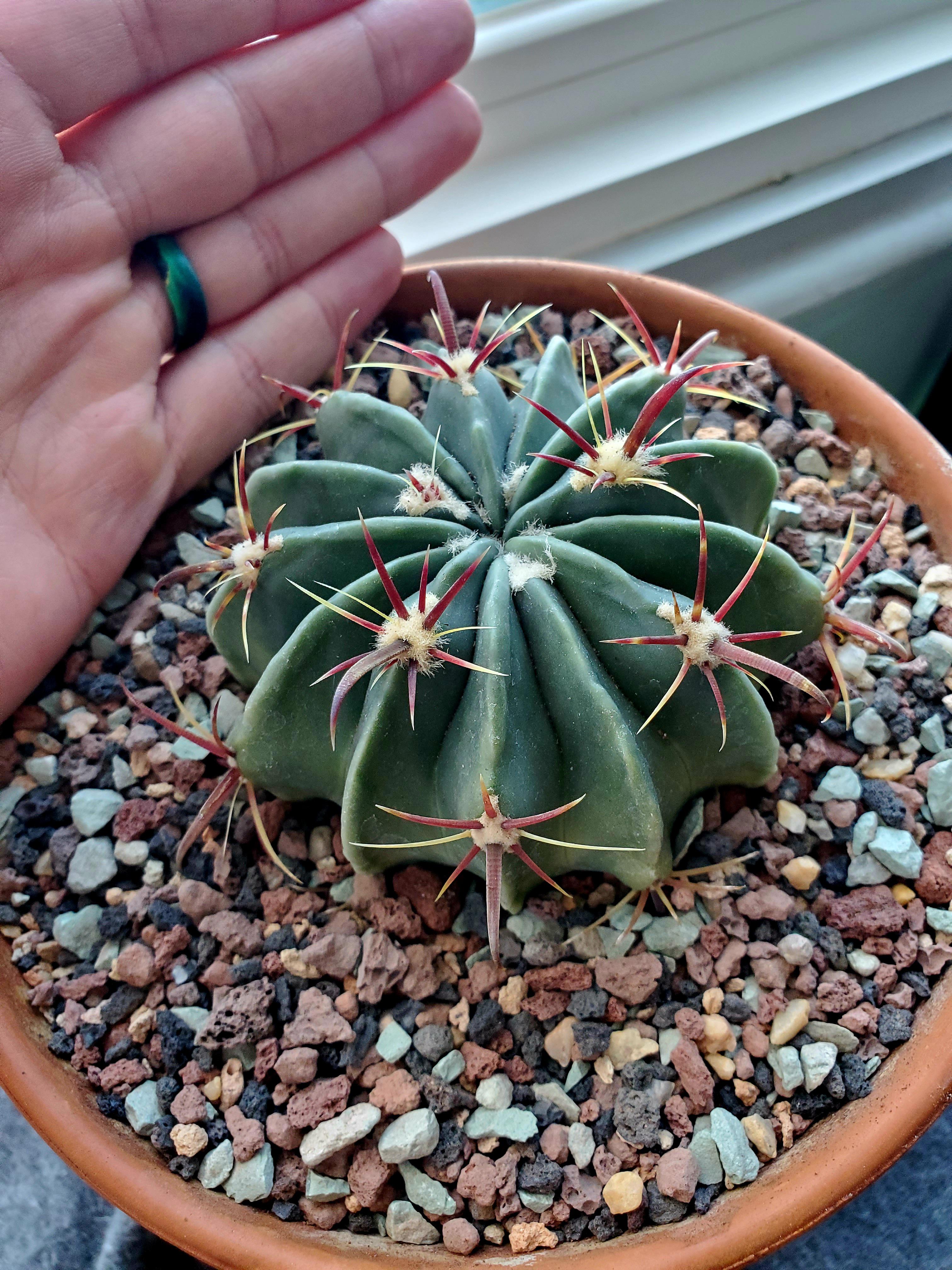 Rescued a homalocephala taxensis i think rcactus