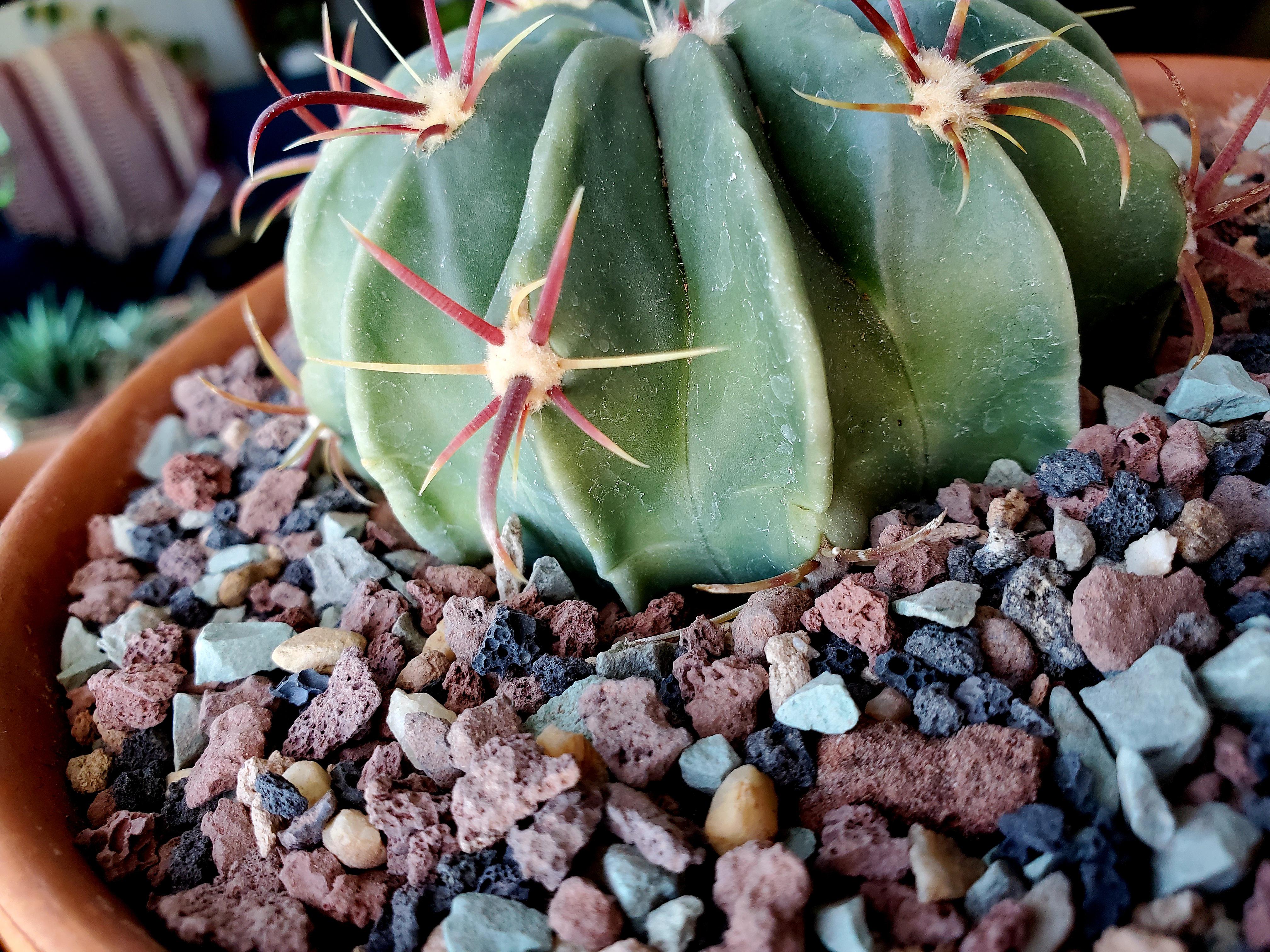 Rescued a homalocephala taxensis i think rcactus