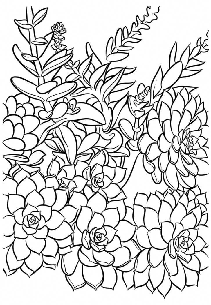 Succulent coloring card â free printable succulents and sunshine butterfly coloring page flower coloring pag coloring pag