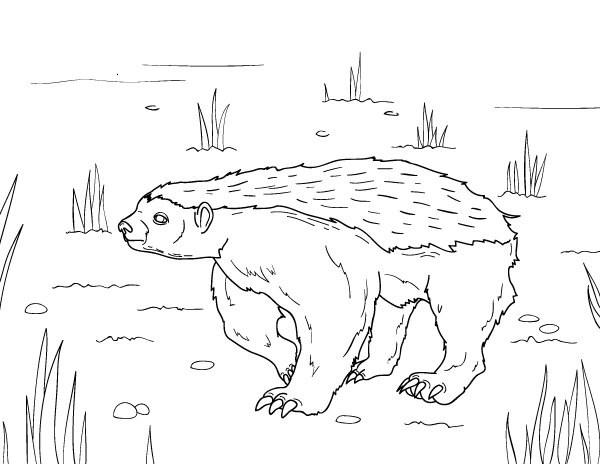 Free printable honey badger coloring page download it at httpsmuseprintablesdownloadcoloring