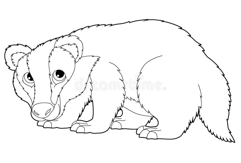 Badger coloring stock illustrations â badger coloring stock illustrations vectors clipart