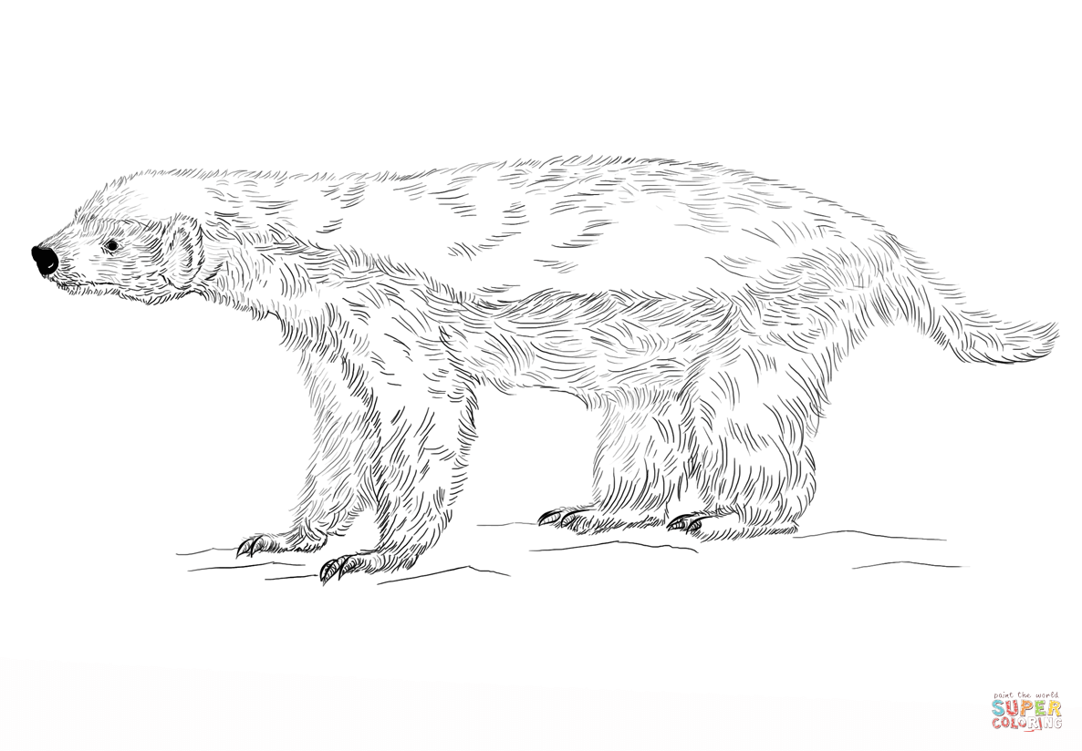 Honey badger coloring page free printable coloring pages