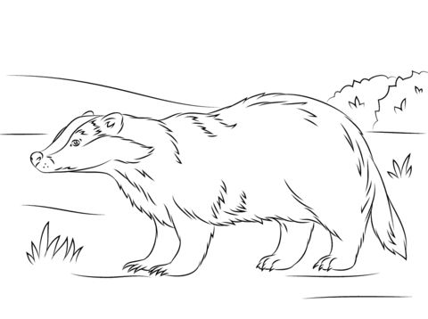 Cute european badger coloring page free printable coloring pages badger pictures animal coloring pages coloring pages