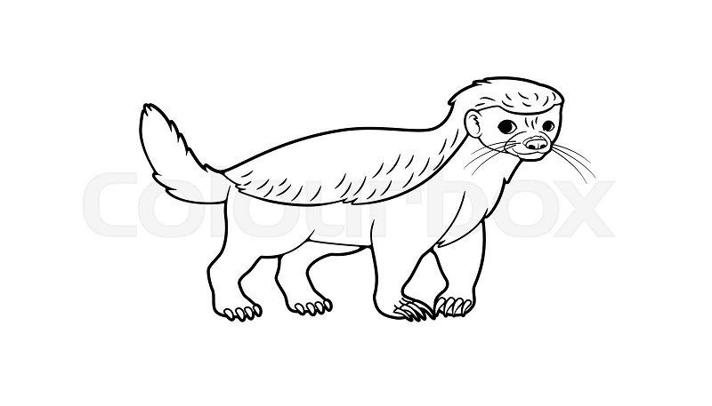 Honey badger cartoon style coloring book black and white isolated image illustration one line stock image