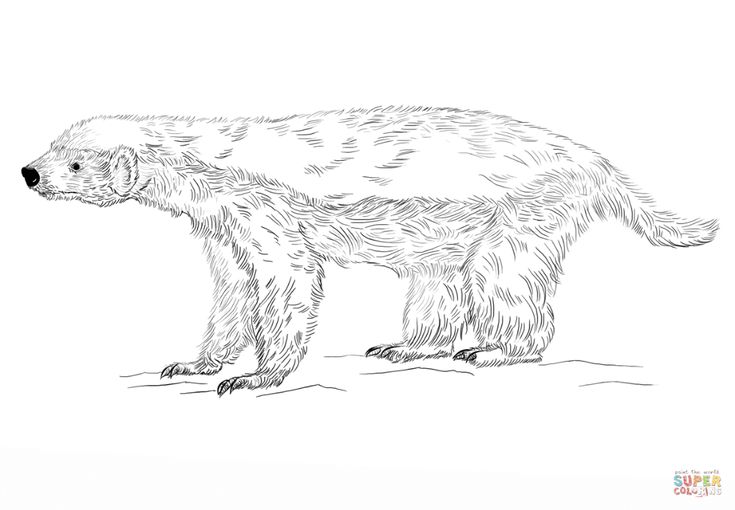 Ratel super coloring honey badger coloring pages animal coloring pages