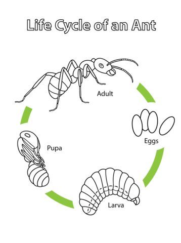 Life cycle of an ant coloring page free printable coloring pages