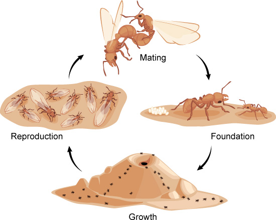 Ciclo de vida de hormigas ask a biologist