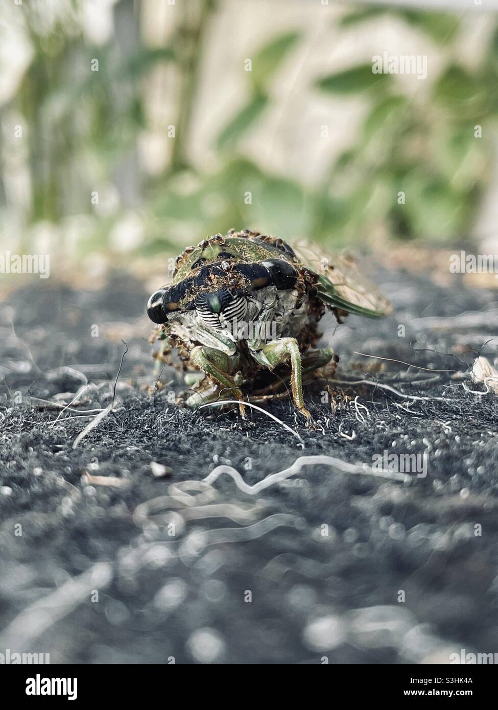 Ciclo de vida de las hormigas fotografãas e imãgen de alta roluciãn